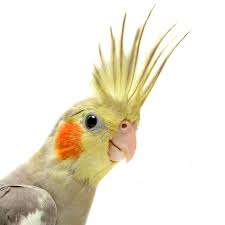 Pin Em Calopsitas Betim