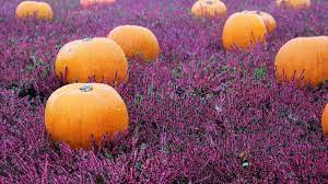 Check spelling or type a new query. How To Save Pumpkin Seeds An Illustrated Guide Dengarden
