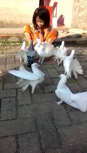 Maybe you would like to learn more about one of these? Jual Burung Merpati Hias Kipas Putih Di Lapak Ayndrashop Bukalapak