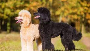 Visos veislės poodles turi bendrą standartą, kuris skiriasi tik individo matmenimis. Karaliskasis Pudelis 35 Nuotraukos DideliÅ³ Juodos Ir Baltos Rudos Ir Kitos Spalvos PuodeliÅ³ Aprasymas VeislÄ—s SavybÄ—s SunÅ³ Prieziuros