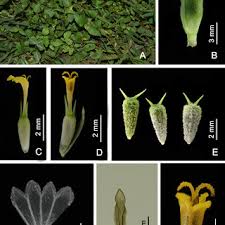 Image result for Vernonia zanzibarensis