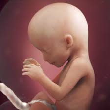 How much did your baby weigh at 20 weeks? 16 Weeks Pregnant Belly Symptoms More Babycenter