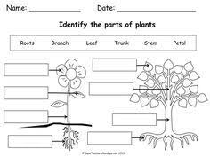 Label Parts Of A Plant And Parts Of A Tree Worksheet Pdf Plants Worksheets Parts Of A Plant Plant Lessons