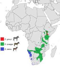 Do zebras live in asia? Zebra Wikipedia