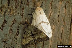 Buy inputs the easy way with fbn direct and enjoy transparent pricing and an unbiased product list select the crop you plan on applying golden pest spray oil™ to and then a usage to see label suggestion for application rate, tank mixes, and other info. Phenology Gypsy Moth In Wisconsin