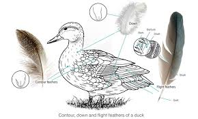 Whio Feathers Types Of Feathers Feather Duck Species