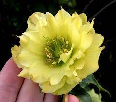 Hellebore Lenten Rose Planting Roses Flowers Perennials
