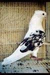 Iran Guvercinleri Iranian High Flyer Pigeon Guvercin Alim Satim Sitesi Iran Kus Doga