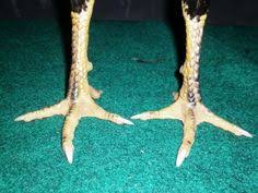  Kopi Hitam Aduayam303 Profile Pinterest