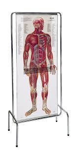 It provides information about a dog's skeletal, reproductive, internal, and external anatomy, along with accompanying labeled diagrams. Denoyer Geppert Thin Man Anatomical Overlay Chart