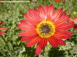 Image result for Arctotis hybrids