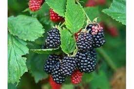 How To Grow Blackberries Indoors Ehow Growing Blackberries Thornless Blackberries Blackberry Plants