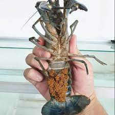 Tentu sekali terdetik di hati kita, ini mesti harga mahal gila!. Indukan Betina Lobster Air Tawar Shopee Indonesia