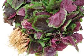 Sayur bayam, mau lagi sakit ataupun gak nafsu makan, kalau ada kesukaan popay langsung nambah. Bayam Tambah Darah Batu Karang Majalahsains
