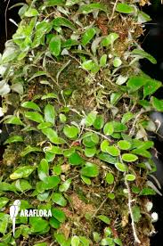 Image result for Pyrrosia