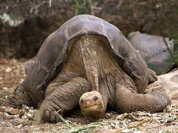 Lonesome George The Giant Tortoise S Dna Reveals Cancer Fighting And Longevity Genes Smart News Smithsonian Magazine