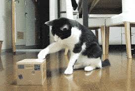 Looking for funny cat stickers? Caturday 2014 Cute Cat Gifs Funny Kitten Pics