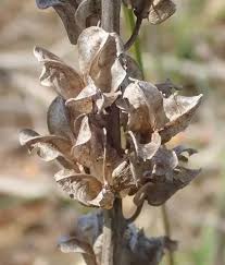 Image result for Drimia elata