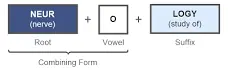 Image result for 2. how are medical terms structured? course hero