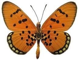 Image result for Platycoryne pervillei