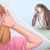 However, wire mesh is uncomfortable on a bunny's feet and legs, and sometimes leaves our furry friends with sores. 1