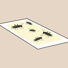 As previously mentioned, we're going to introduce you to some of the undergraduate students and recent grads who work we here at your wild life have been talking a big game lately about camel crickets. Amazon Com Catchmaster Cricket Xl Largest Cricket Trap Available 6 Glue Traps Product Name Garden Outdoor