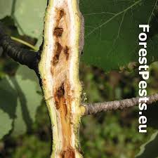 Image result for Buchnera cryptocephala