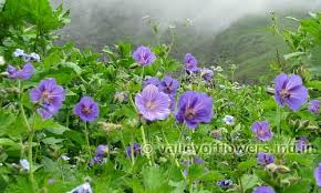 The national park opens up from 1st june and is open till late october. Best Time To Visit Valley Of Flowers Valley Of Flowers