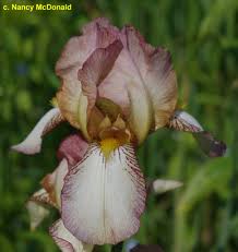 World of Irises: October 2020
