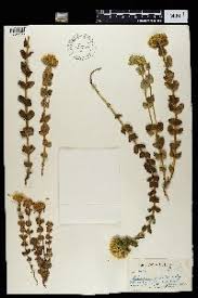 Image result for Sebaea leiostyla