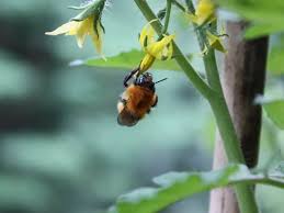 Flowers have both male and female parts that work together to reproduce. Nvcee Cxf3oszm