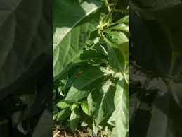 Memperkenalkan tentang daun bismillah,pokok bismillah ialah sejenis pokok renek yang banyak tumbuh di kawasan tropika. 300 Gambar Daun Bismillah Hd Terbaru Gambar Id