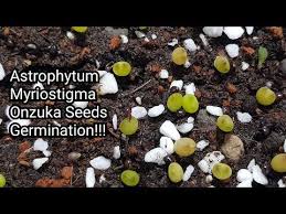 Growing cacti from seed is a little more difficult, and requires a little more patience than many other kinds of seeds. Astrophytum Myriostigma Seeds Germination Propagation Youtube Germination Seeds Seed Germination
