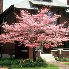 Starts off slow growing to medium growing tree. Cherokee Chief Dogwood Trees For Sale Brighterblooms Com