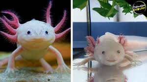 Jenis ikan koi dibedakan tergantung dari warnanya, polanya, dan ukurannya. Incaran Banyak Orang 10 Ikan Hias Paling Eksotis Yang Bikin Aquarium Semakin Indah Youtube