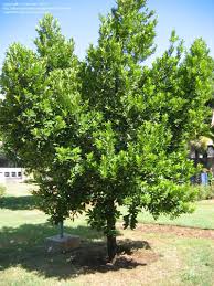 Image result for Elaeodendron orientale