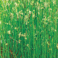 Image result for Juncus