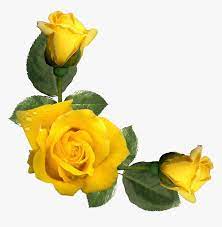 Maybe you would like to learn more about one of these? Yellow Rose Png Aesthetic Yellow Flower Png Transparent Png Kindpng
