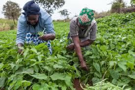Born 12 september 1961), known professionally as mylène farmer (milɛn faʁmœʁ), is a french singer, songwriter, occasional actress, writer. Engaging Kenyan Small Scale Farmers In The Value Chain Aga Khan Development Network