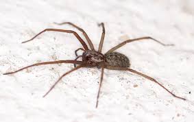 Currently given the scientific name kukulcania hibernalis, it was formerly known as filistata hibernalis. Everything You Need To Know About Brown Recluse Spiders In Port St Lucie