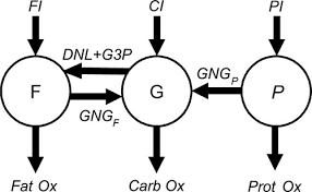 She also has a heart of gold and has more patience and tolerance for spidey's madness than anyone else. Computational Model Of In Vivo Human Energy Metabolism During Semistarvation And Refeeding American Journal Of Physiology Endocrinology And Metabolism