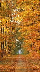 Fall Iphone Wallpaper Hd 1080p Fall Pictures Fall Wallpaper Autumn Trees