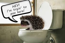 Get it as soon as thu, feb 25. Hedgehog Poo And The Clues In It Heavenly Hedgies