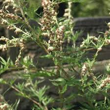 Maybe you would like to learn more about one of these? Pdf Artemisia Vulgaris Mugwort