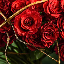 Image result for Stolzia kalkhof-roseae