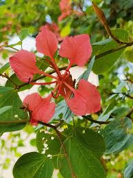 Image result for Dicoma galpinii