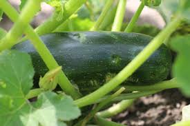 Maybe you would like to learn more about one of these? Zucchinisorten Im Uberblick 32 Alte Und Neue Essbare Sorten Gartendialog De