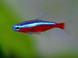 The Best And Worst Beginner Fish For Your Aquarium Pethelpful