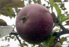 Dwarf fruit trees dwarf fruit trees are ideal for containers, the size being determined partly by nursery pruning, sometimes by the plant genetics, but in large part by the. 9 Disease Resistant Fruit Trees Ideas Fruit Trees Fruit Apple Tree