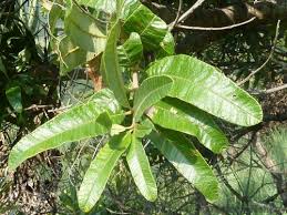 Image result for Ozoroa nitida